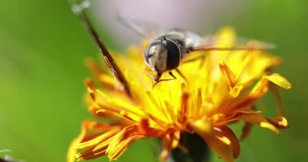 Abelha coleta néctar de flor crepis alpina — Vídeo de Stock