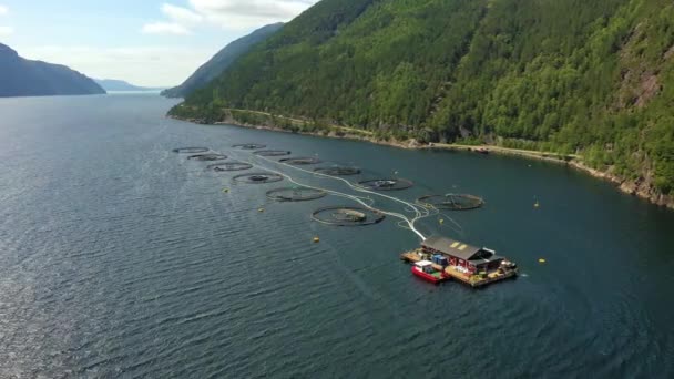 Εναέρια πλάνα Αλιεία σολομού εκτροφής στη Νορβηγία — Αρχείο Βίντεο