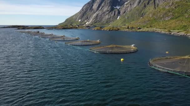 Norveç 'te somon balıkçılığının hava görüntüleri — Stok video