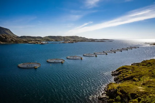 挪威的鲑鱼养殖场 挪威是世界上最大的鲑鱼养殖生产国 每年产量超过100万吨 — 图库照片