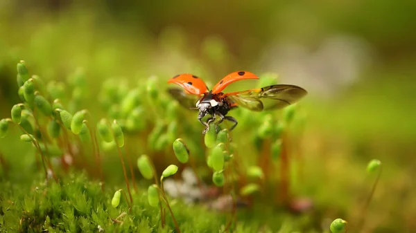 Primer Plano Vida Silvestre Una Mariquita Hierba Verde Bosque Macrocosmos — Foto de Stock