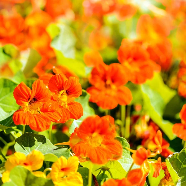 Summer flowers pattern — Stock Photo, Image