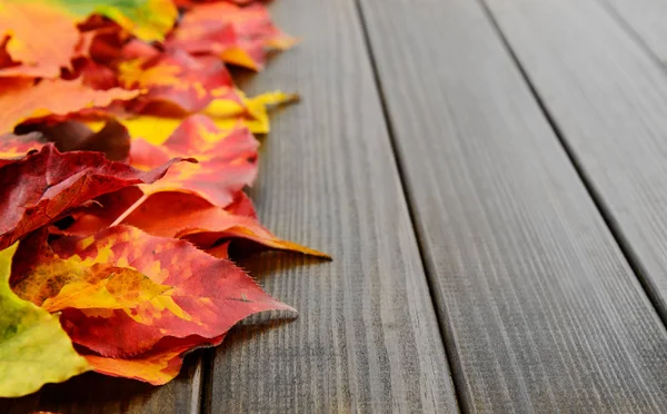 Hojas de otoño fondo — Foto de Stock