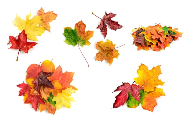 Fall leaves set — Stock Photo, Image