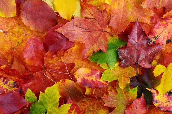 Fall leaves background — Stock Photo, Image