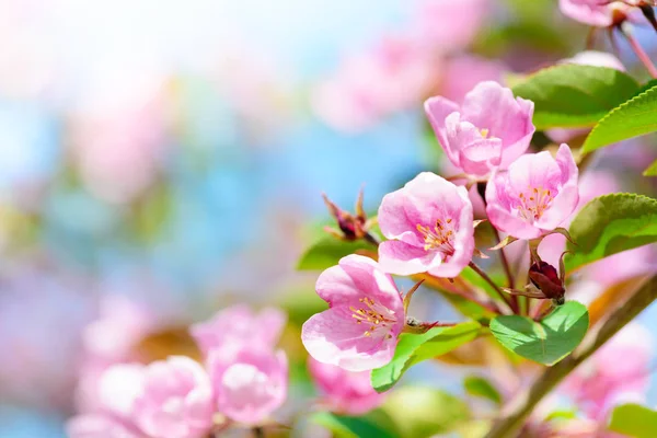 Pink apple flowers spring background — Stock Photo, Image