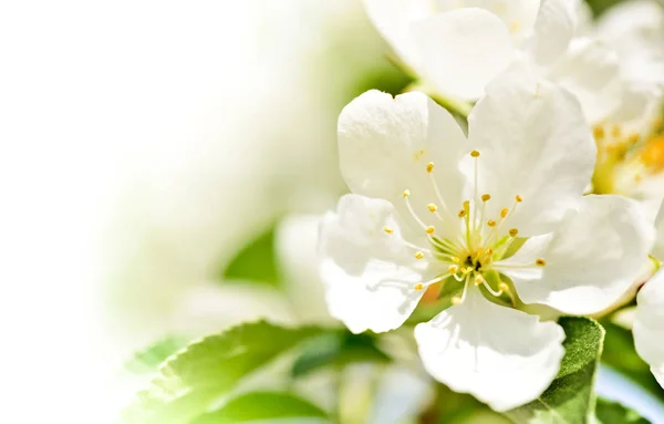 stock image spring blossom macro background 