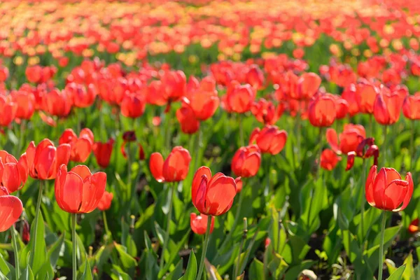 Primavera tulipas campo — Fotografia de Stock