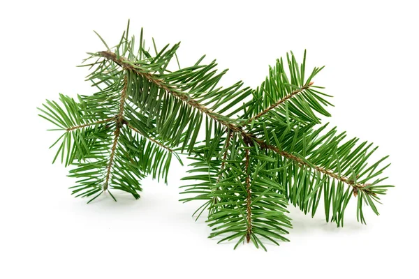 흰색 배경에 붙어 있는 크리스마스 나뭇가지 — 스톡 사진