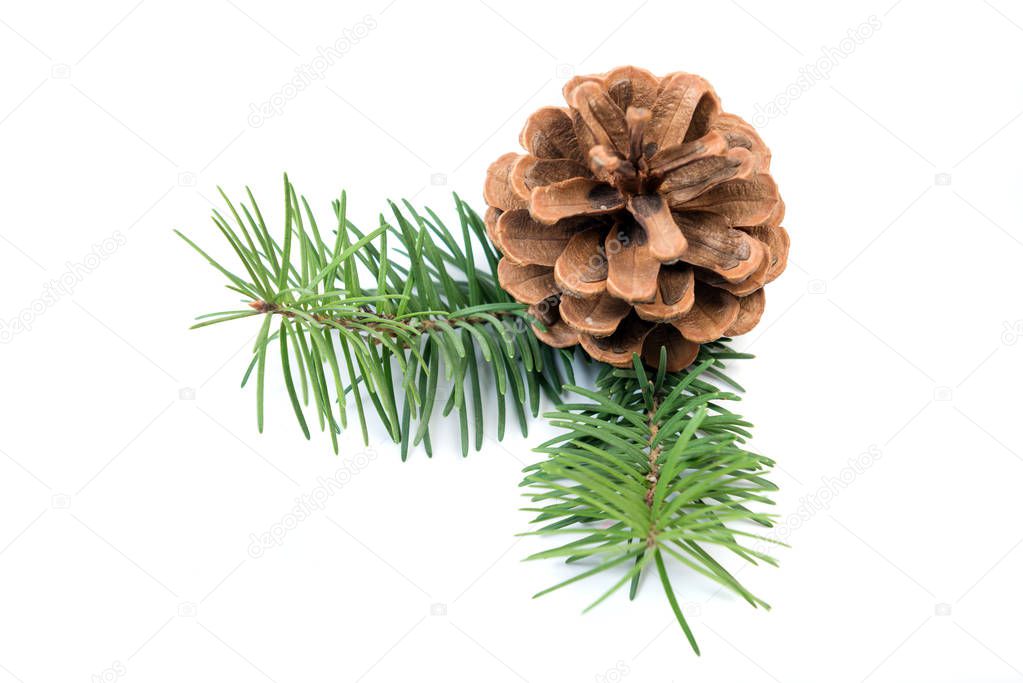 Pine cone with Christmas tree branch isolated