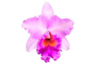 Phalaenopsis pembe orkide çiçeği izole edilmiş. 