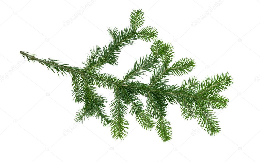 Branch of fir Christmas tree isolated