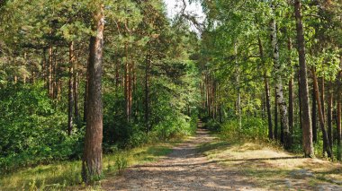 Güzel yaz ormanındaki patika. 