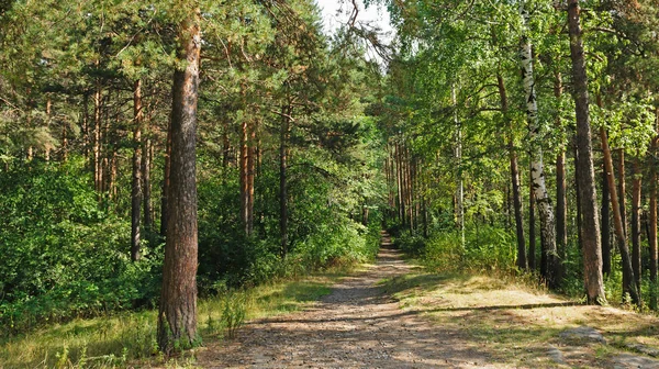 Fußweg im schönen Sommerwald — Stockfoto