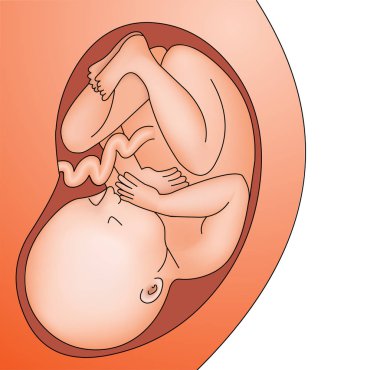 Resimde fetüsün göbek tam yetişkin Bebek Hamile, rahim içinde
