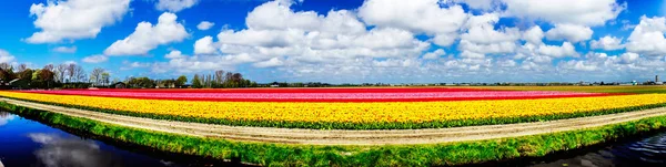 Magnífico campo de tulipanes en Holanda. Lisse. . — Foto de Stock