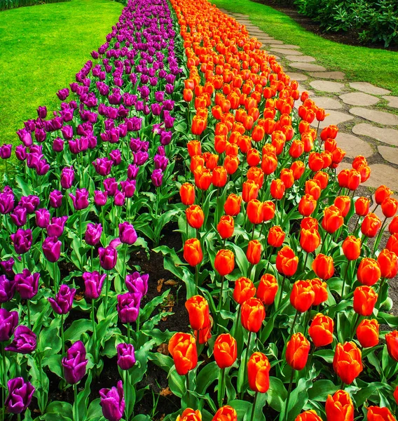 Frisch blühende Tulpen im schönen Frühlingsgarten.. — Stockfoto