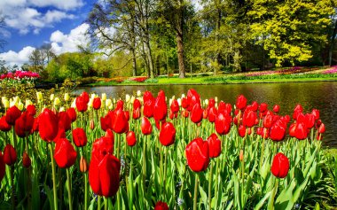 Harika Lale gözlük Keukenhof bahçeleri.