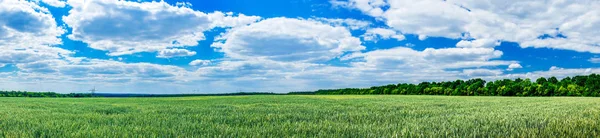 Wonderful green field by spring time. — Stock Photo, Image
