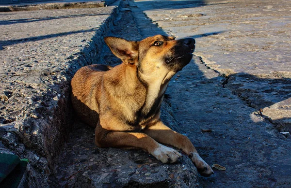 Бродячих собак коричневий — стокове фото