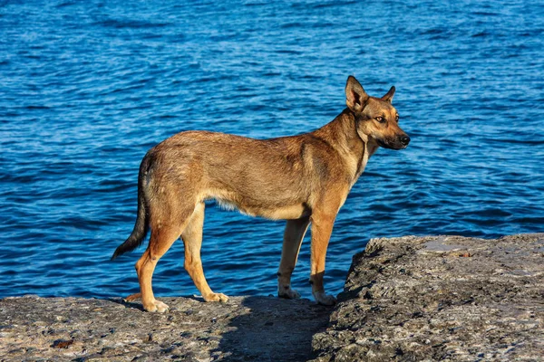 İnsan köpeklere kahverengi — Stok fotoğraf