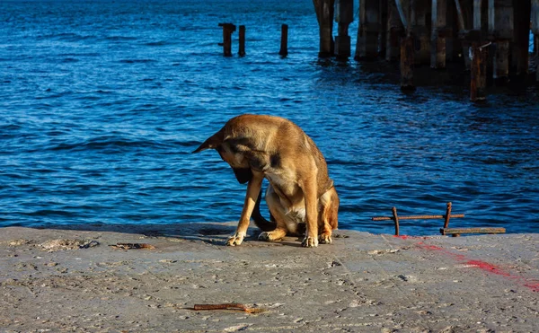 Бродячих собак коричневий — стокове фото
