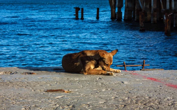 Perro marrón callejero — Foto de Stock