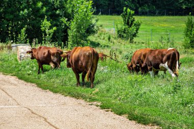 İnekler grazzing Çayırlığında