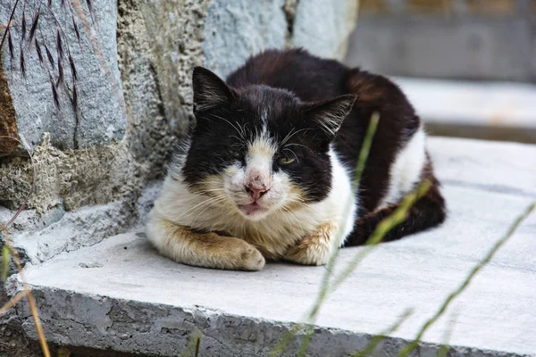 Sujo velho gato preto e branco — Fotografia de Stock