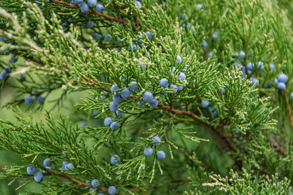 Branches of juniper with berries Stock Photo