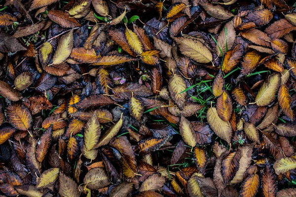 Umido autunno foglie sfondo — Foto Stock