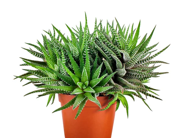 Planta suculenta em vaso de flores isolado no fundo branco — Fotografia de Stock