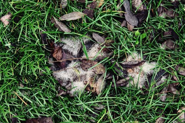 Green grass and dry leaves with morning frost from above, nature background — Stock Photo, Image