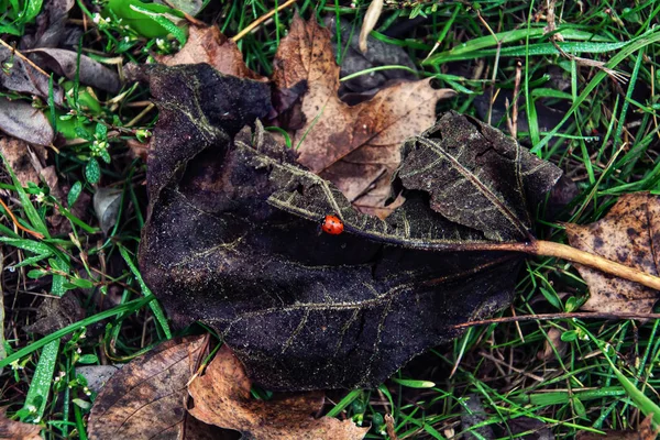 Πράσινο γρασίδι και ξηρά φύλλα με ένα κόκκινο πασχαλίτσα από ψηλά, φύση φόντο — Φωτογραφία Αρχείου