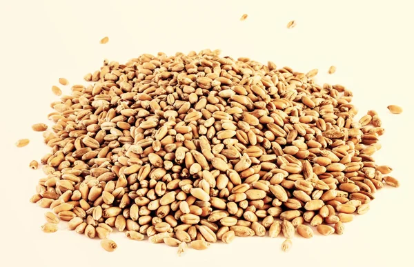 Купка зерна пшениці — стокове фото