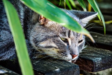 Ahşap kürsüde uyuma Gri çizgili kedi