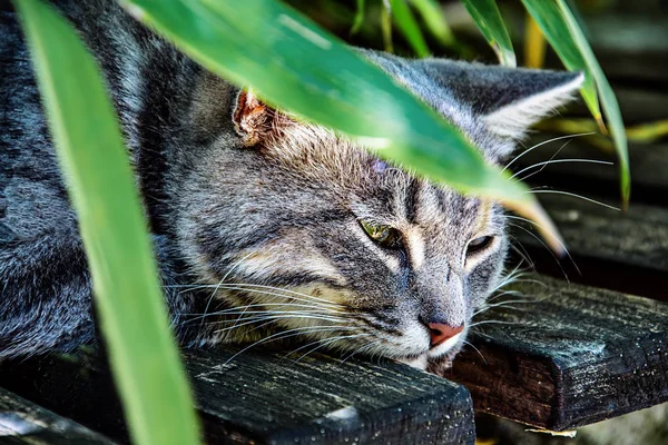 Ahşap kürsüde uyuma Gri çizgili kedi
