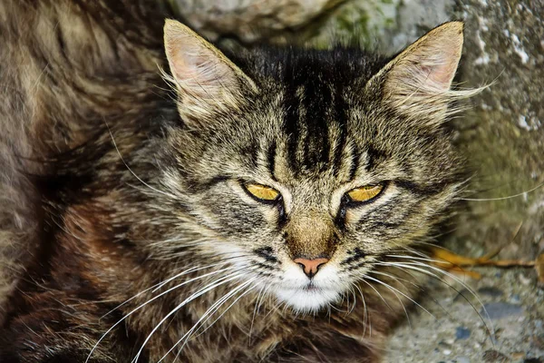 Gatto a strisce marrone randagio — Foto Stock