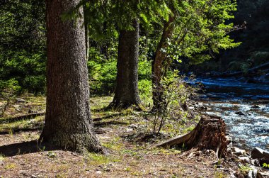 Yaz manzara ağaçlar ve dağ nehir