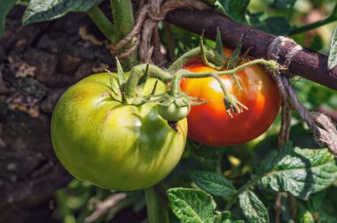 bahçede büyüyen domates bitki