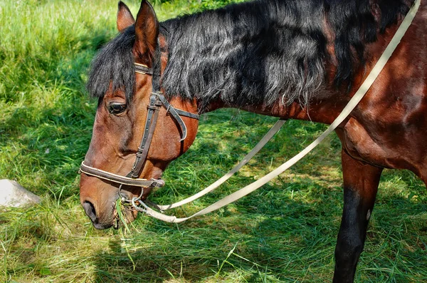 Cavallo bruno mangiare erba sul campo — Foto Stock