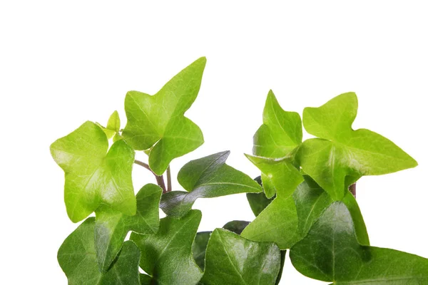 Green ivy isolated on white — Stock Photo, Image