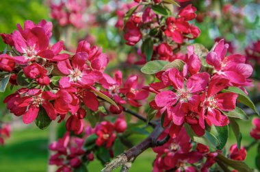 Apple çiçekler, Bahar çiçeği