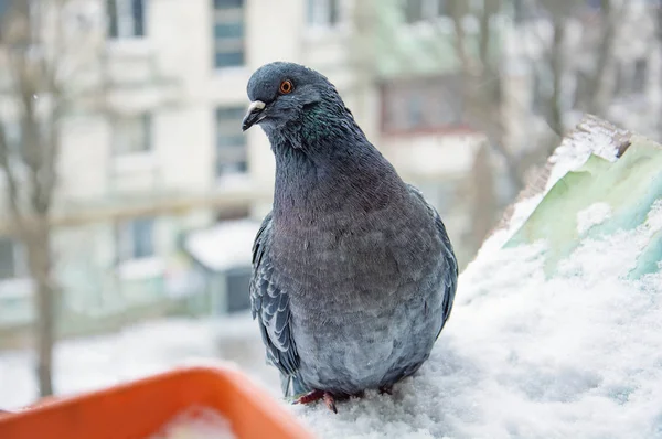 Porträtt av duva — Stockfoto