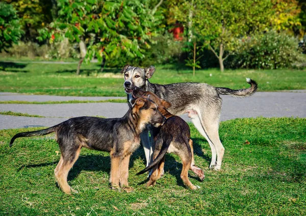 Sokak köpeği birbirleri ile oyun grubu — Stok fotoğraf
