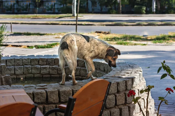 Бродячий собака шукає їжу і воду — стокове фото
