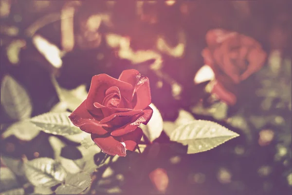 Red rose. Vintage toned. Selective focus. — Stock Photo, Image