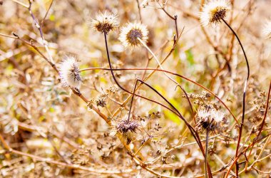 Çiçek arka plan. Doğa arka plan. Yumuşak odak