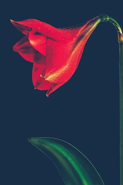 Stor röd blomma isolerad på svart bakgrund — Stockfoto