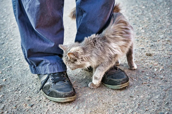 Gray stray fluffy cat rubs rubs against the legs of a man
